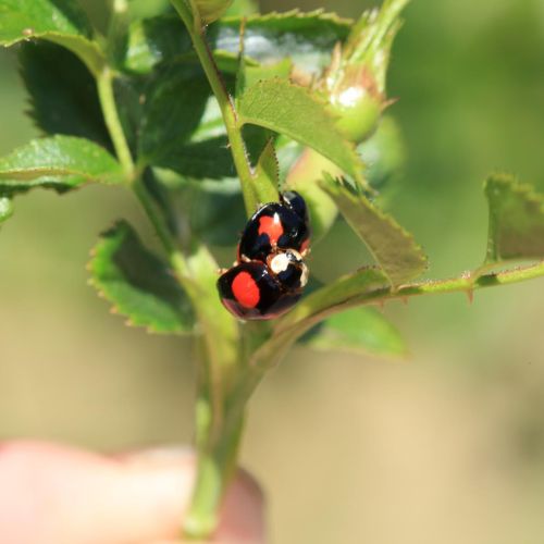 Harmonia axyridis