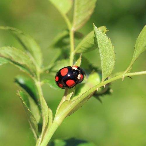 Harmonia axyridis