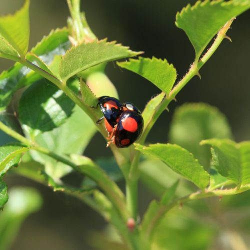 Harmonia axyridis