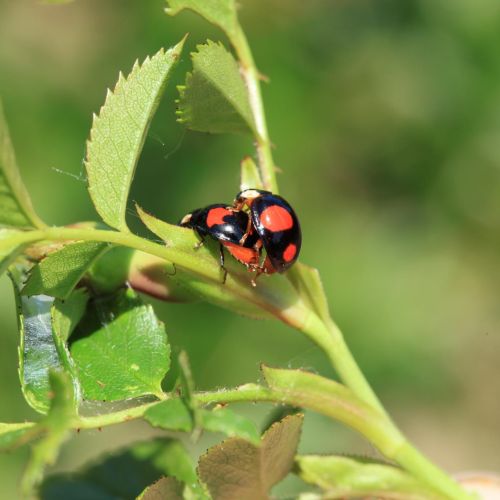 Harmonia axyridis