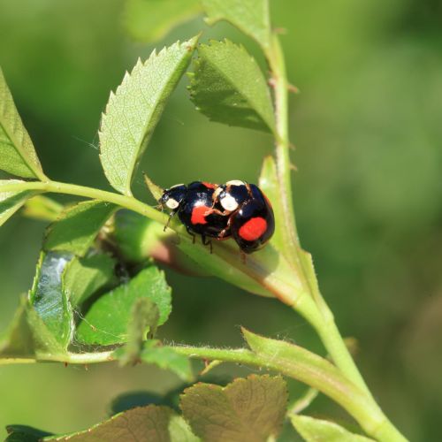 Harmonia axyridis