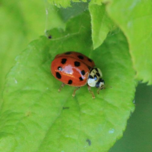 Harmonia axyridis