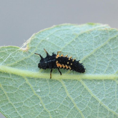 Harmonia axyridis