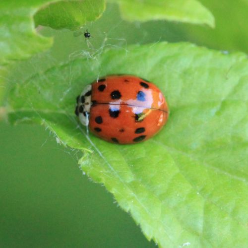 Harmonia axyridis