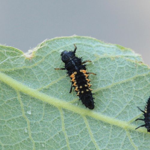 Harmonia axyridis