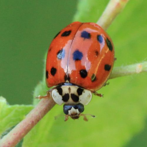 Harmonia axyridis