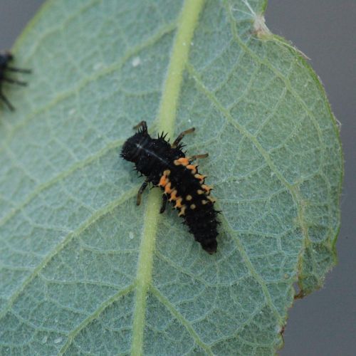 Harmonia axyridis