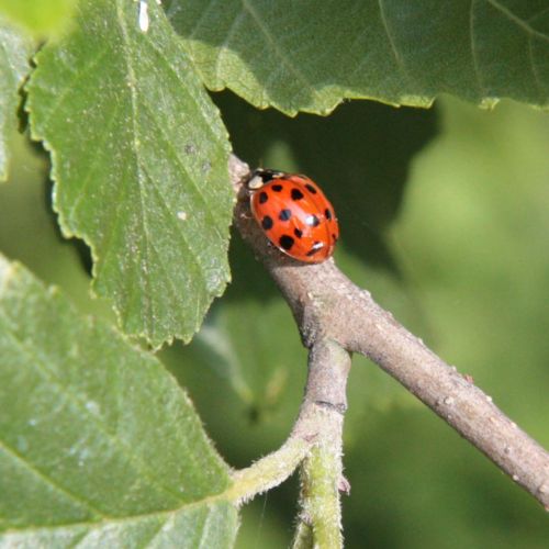 Harmonia axyridis