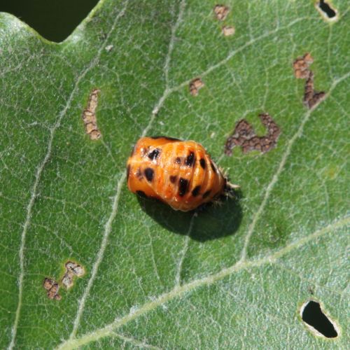 Harmonia axyridis