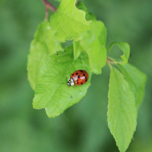 Harmonia axyridis