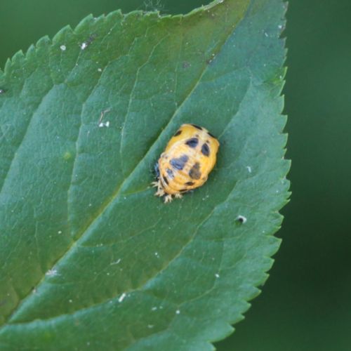 Harmonia axyridis