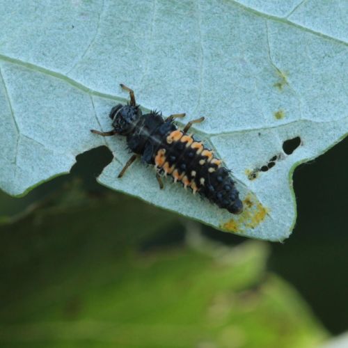 Harmonia axyridis