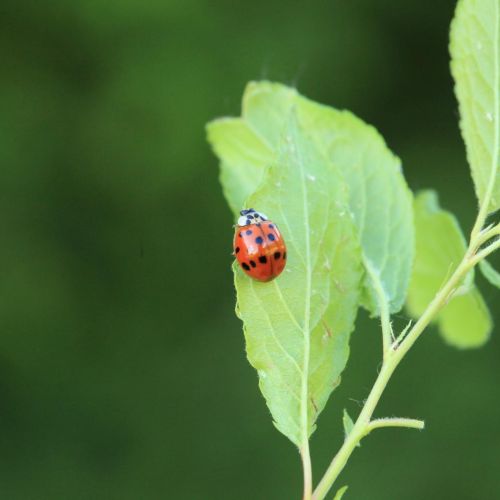 Harmonia axyridis