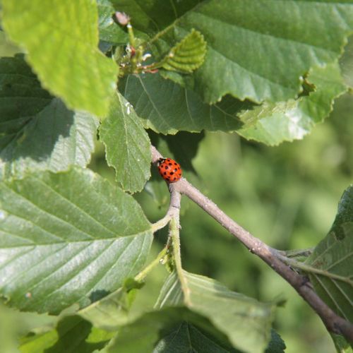 Harmonia axyridis