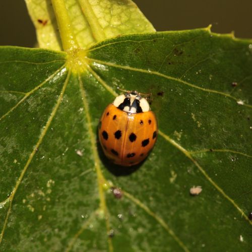 Harmonia axyridis