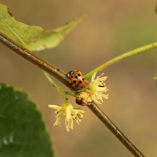 Harmonia axyridis