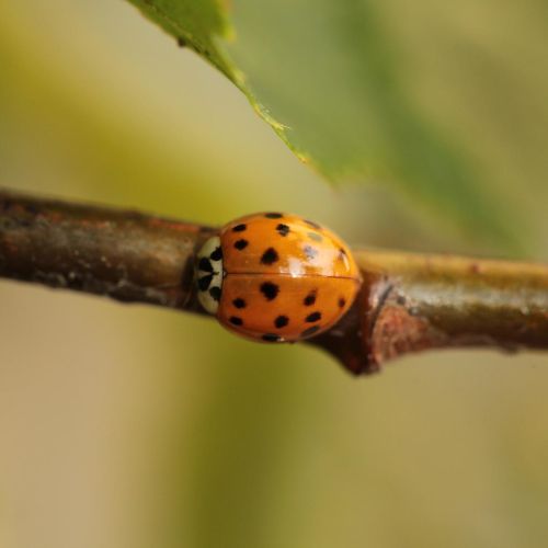 Harmonia axyridis