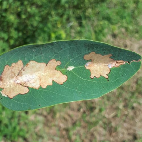 Parectopa robiniella 