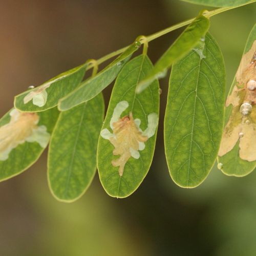 Parectopa robiniella 