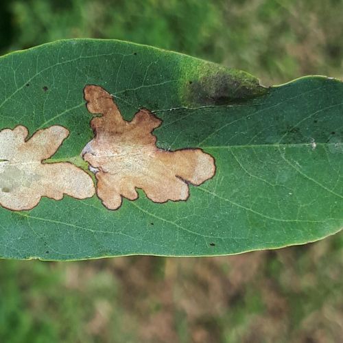 Parectopa robiniella 