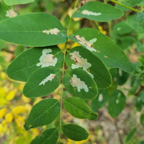 Parectopa robiniella 