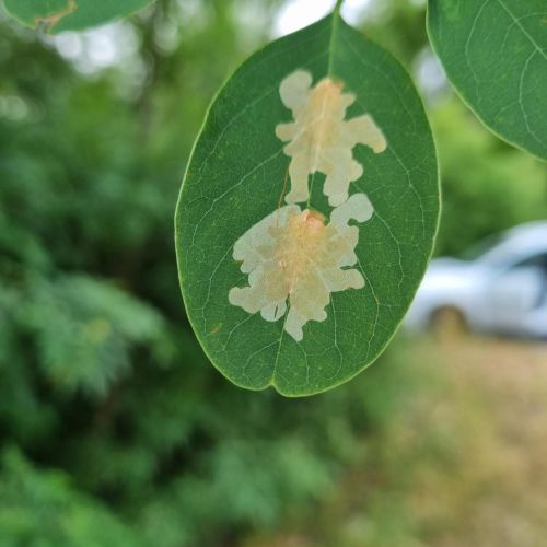 Parectopa robiniella 