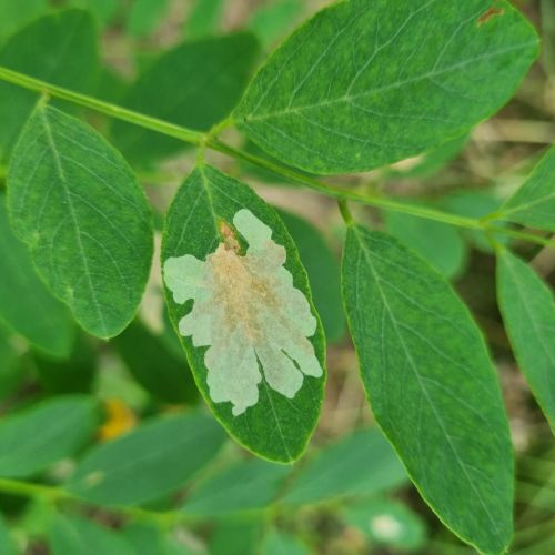 Parectopa robiniella 