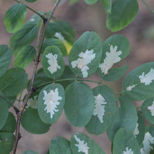 Parectopa robiniella 