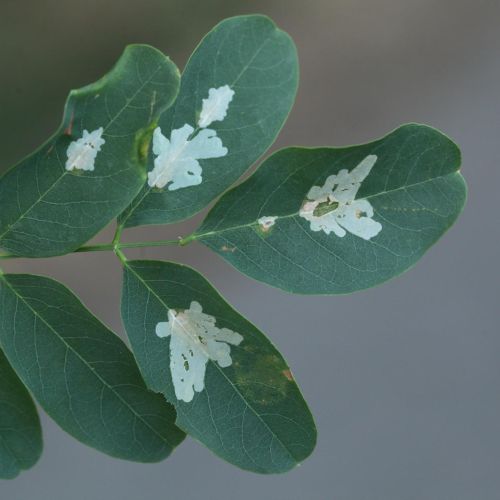 Parectopa robiniella 