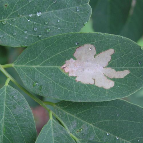 Parectopa robiniella 