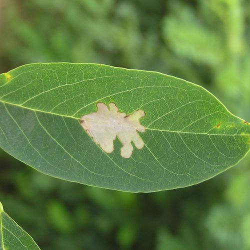 Parectopa robiniella 