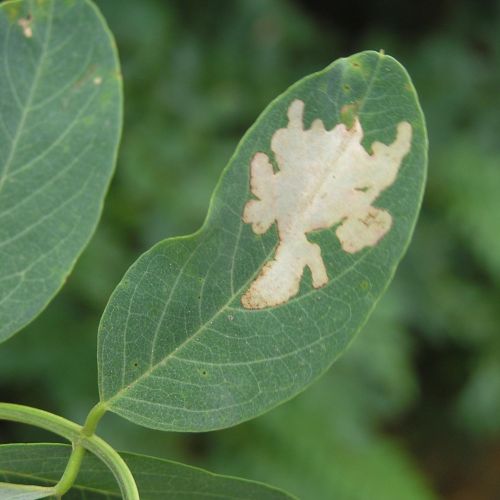 Parectopa robiniella 