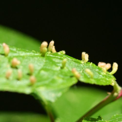 Eriophyes padi