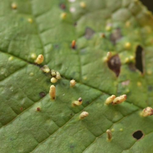 Eriophyes padi