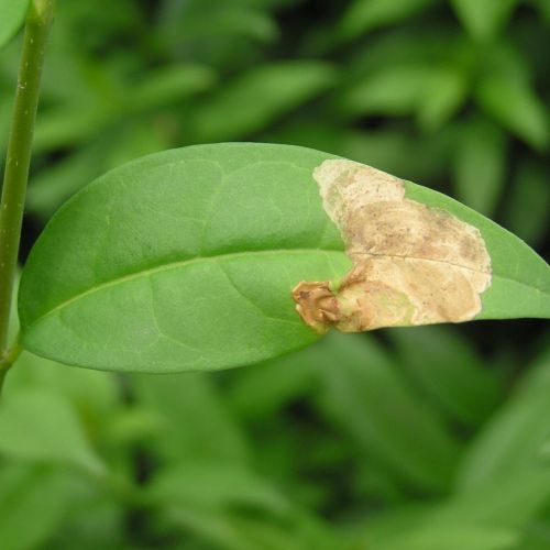 Gracillaria syringella