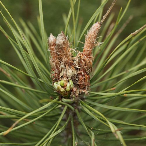 Rhyacionia buoliana 