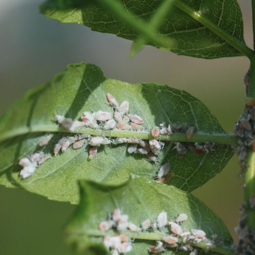 Prociphilus bumeliae 