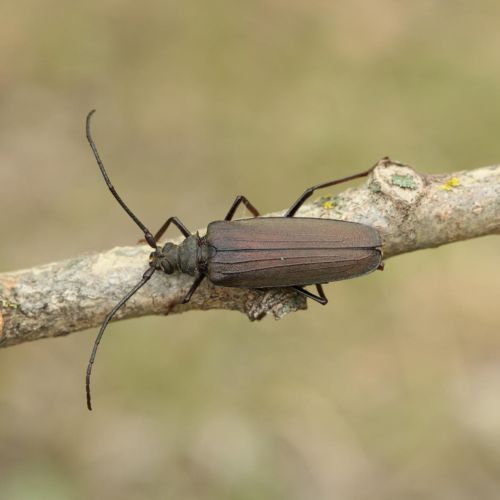 Aegosoma scabricorne 