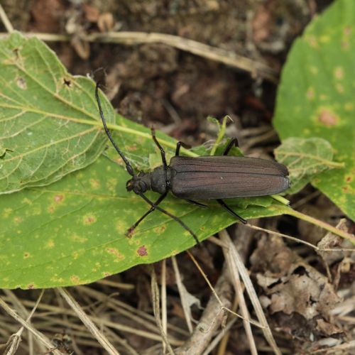 Aegosoma scabricorne 