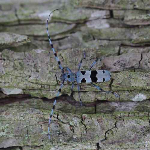 Rosalia alpina  