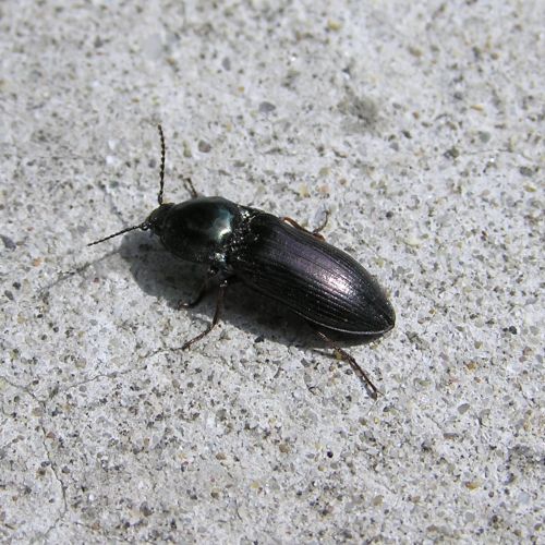 Elateridae