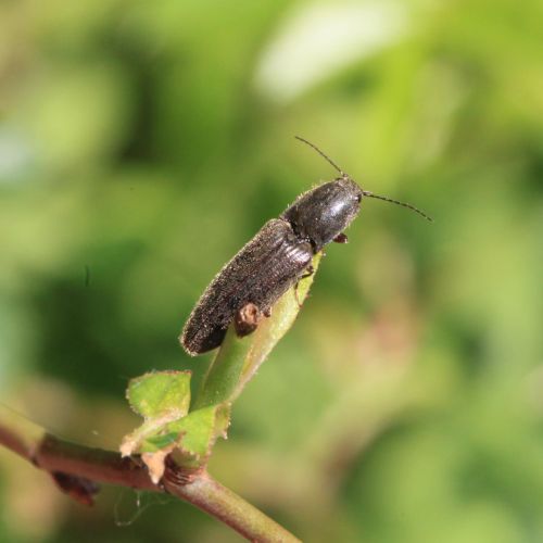 Elateridae