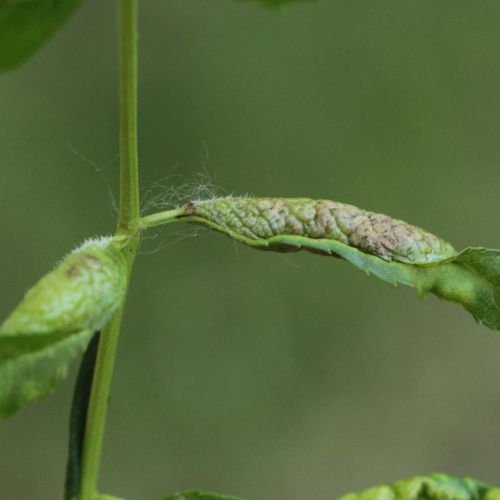 Psyllopsis fraxini 