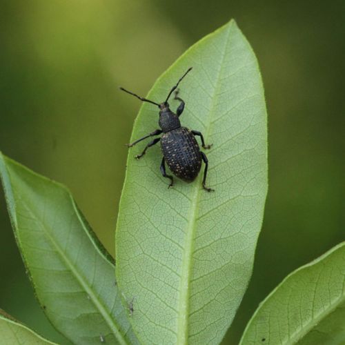 Otiorhynchus sulcatus