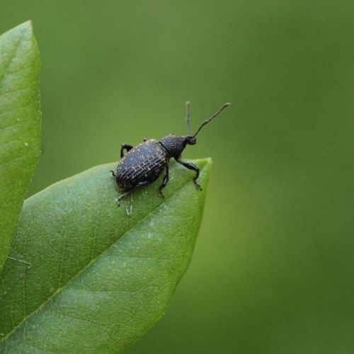 Otiorhynchus sulcatus