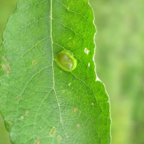 Pontania proxima