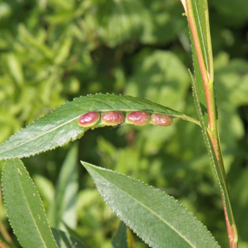 Pontania proxima