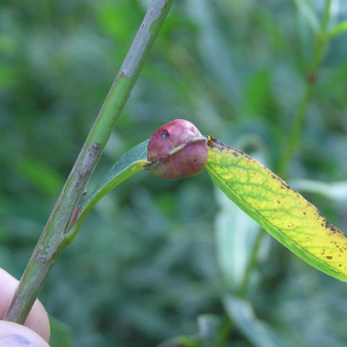 Pontania proxima