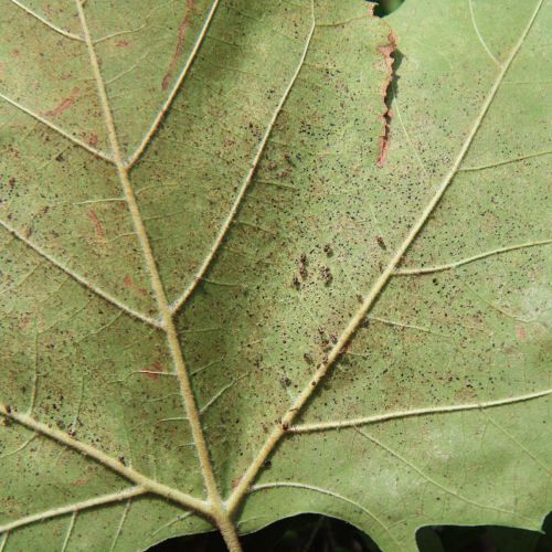 Corythucha ciliata