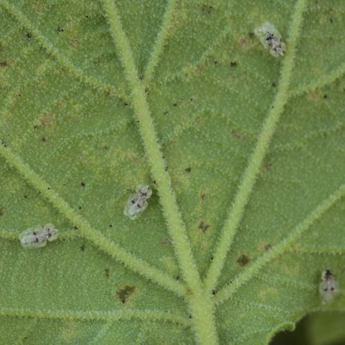 Corythucha ciliata